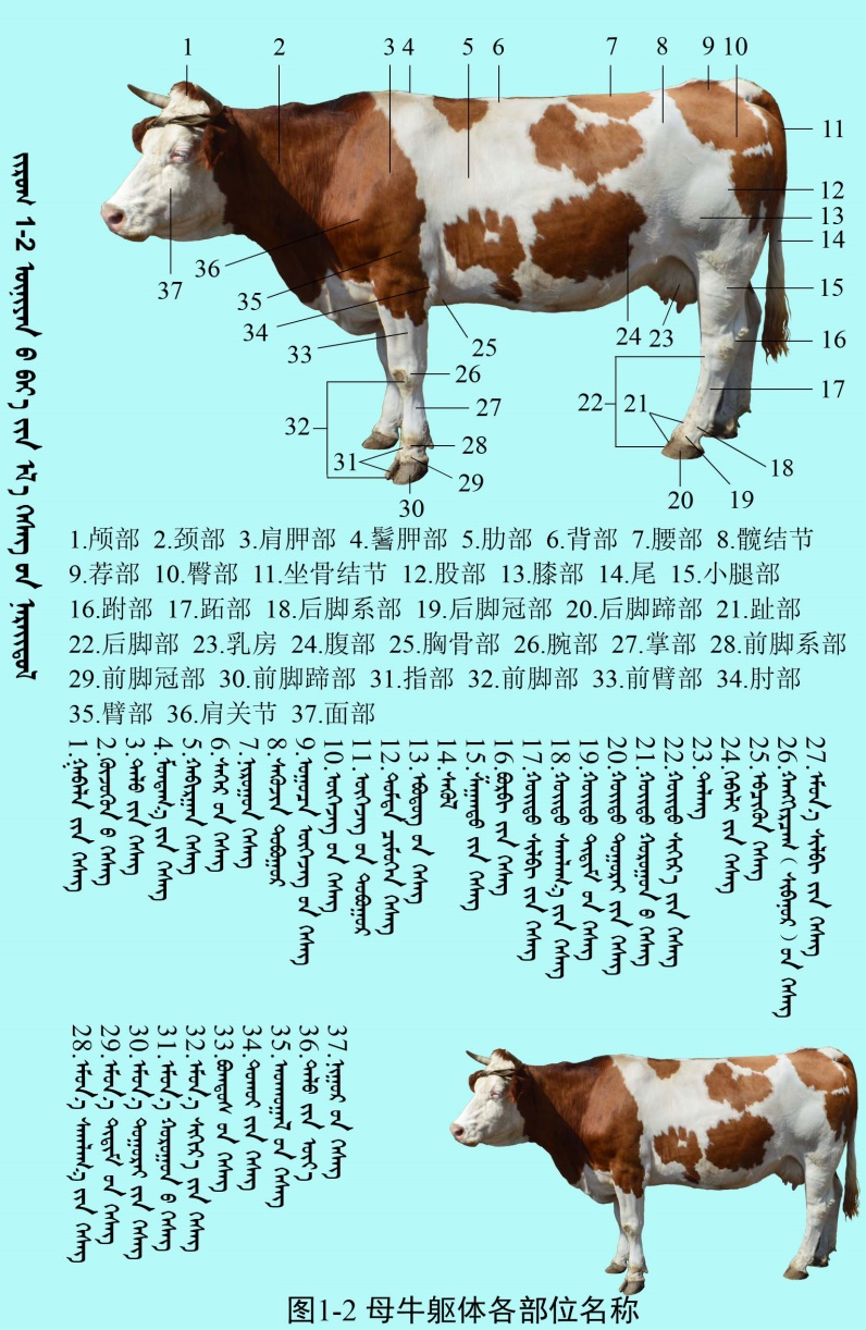 E:\9.牛解剖图谱-编辑图\1.牛躯体各部位名称-3张    2020.11-初稿\3.jpg